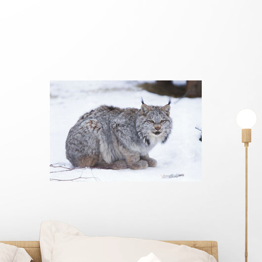 Canada Lynx Crouched On The Snowcovered Ground In Alberta Wall Mural