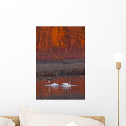 A Pair Of Adult Trumpeter Swans Swim Wall Mural