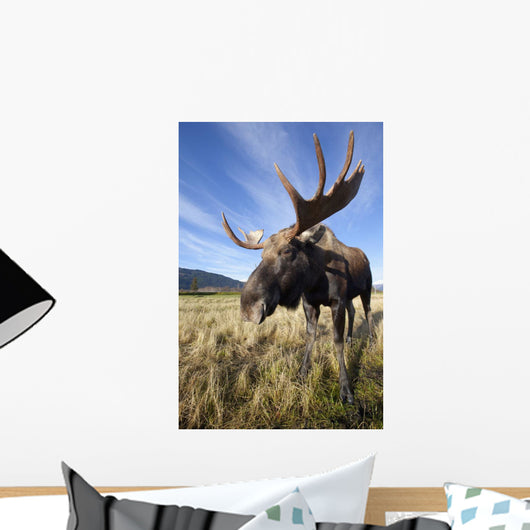 A Wide-Angle Close-Up View Of A Bull Moose Wall Mural