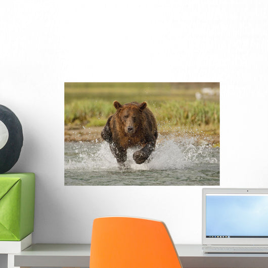 Coastal Grizzly Boar Fishing At Geographic Harbor Wall Mural
