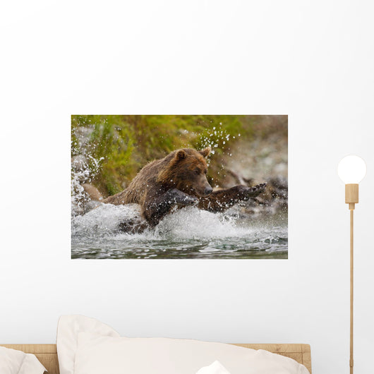 Coastal Brown Bear Sow Fishing At Kinak Bay Wall Mural