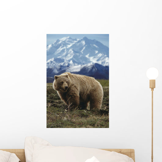Grizzly On Tundra Mckinley In Background Composite Wall Mural