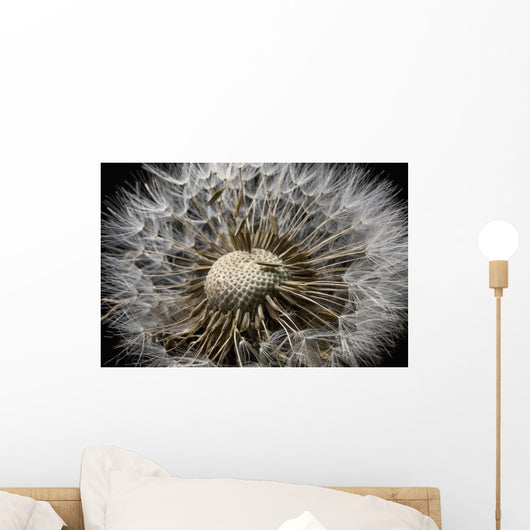 Macro View Of A Dandilion Flower Gone To Seed, Alaska Wall Mural