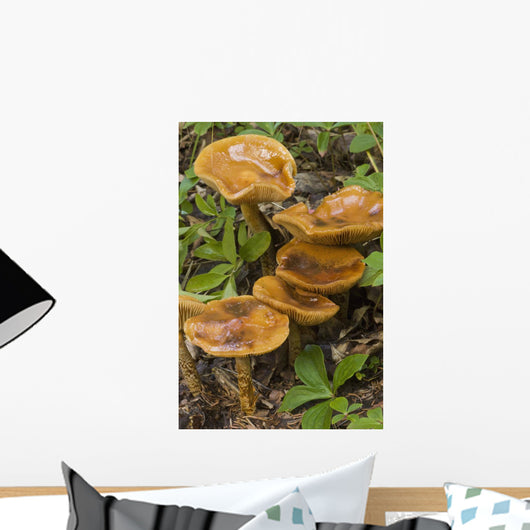 Mushroom Growing In Forest Understory, Alaska Wall Mural