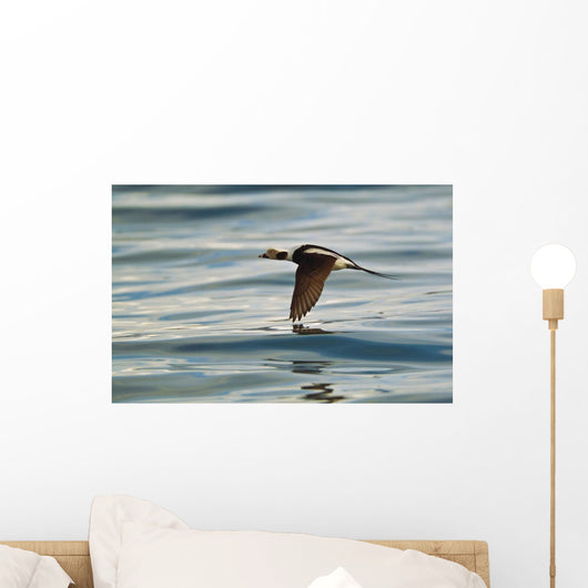 A Male Long-Tailed Duck In Winter Plumage In Flight Over Kachemak Bay Wall Mural