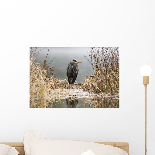 Great Blue Heron Stands Wall Mural