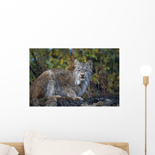 Adult Lynx On Hill Side Denali Np In Alaska Summer Wall Mural