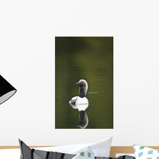 Close Up Of A Pacific Loon Swimming In A Pond In Chugach State Park Wall Mural