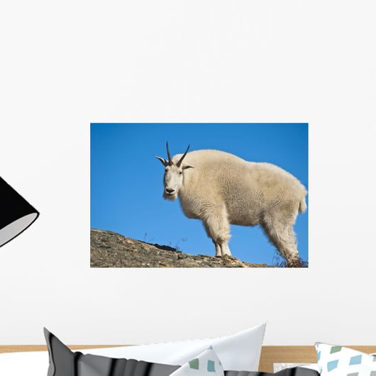 A Mountain Goat Near Exit Glacier's Harding Icefield Trail Wall Mural