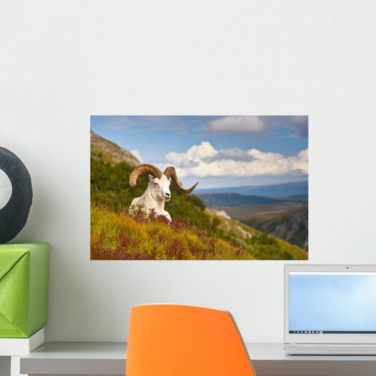 Adult Dall Sheep Ram Resting On A Hillside On Fall Tundra Wall Mural
