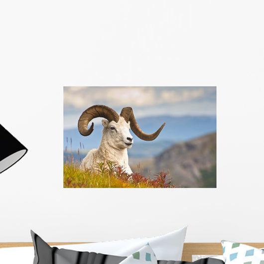 Adult Dall Sheep Ram Resting On A Hillside On Fall Tundra Wall Mural