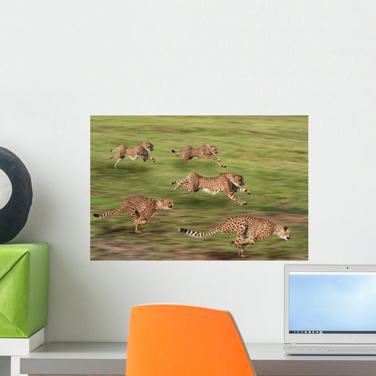 Five Running Cheetah Wall Mural
