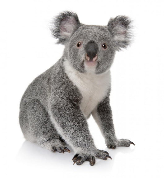 Side View of Young Koala Wall Decal