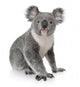 Side View of Young Koala Wall Decal