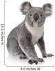 Side View of Young Koala Wall Decal