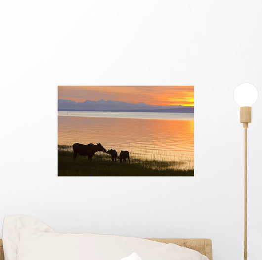 Cow And Two Calf Moose Feeding Wall Mural