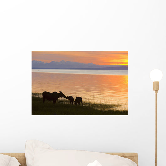 Cow And Two Calf Moose Feeding Wall Mural