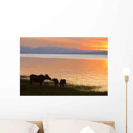 Cow And Two Calf Moose Feeding Wall Mural