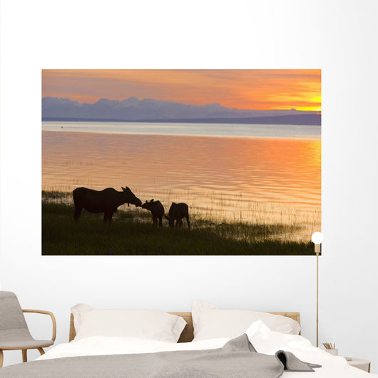 Cow And Two Calf Moose Feeding Wall Mural