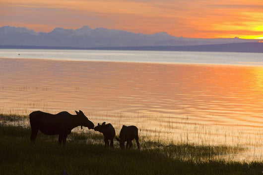 Cow And Two Calf Moose Feeding Wall Mural