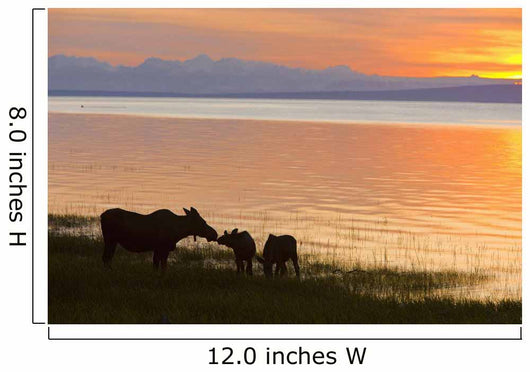 Cow And Two Calf Moose Feeding Wall Mural