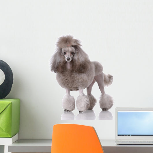 Portrait Poodle