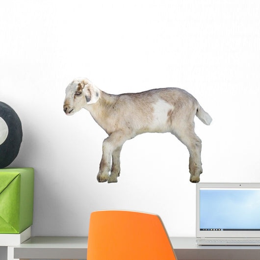 Young Sheep Lamb Wall Decal
