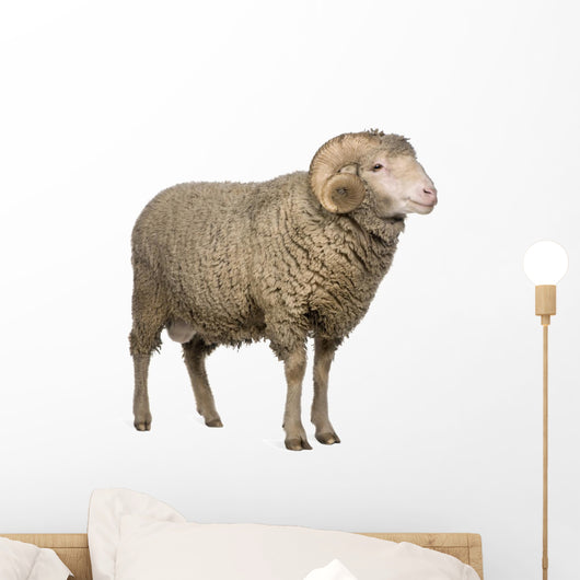 Arles Merino Sheep Ram Wall Decal