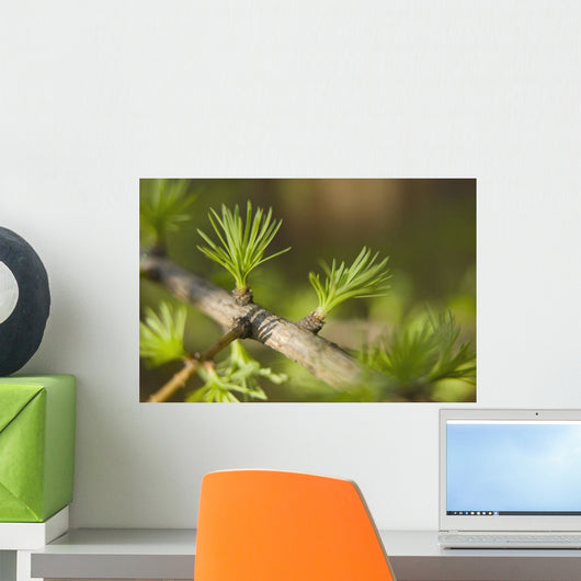 Macro Of Larch Needles Emerging During Spring, Anchorage, Alaska Wall Mural