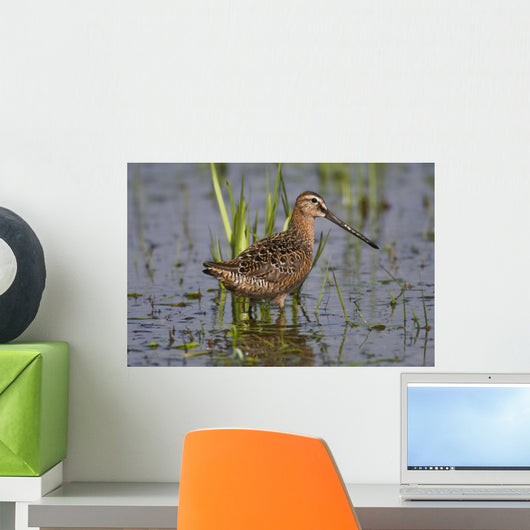 Long-Billed Dowitcher Stands Wall Mural