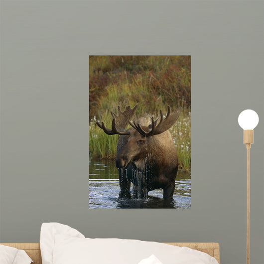 Bull Moose In Pond Near Eielson Visitor Center Ak In Denali Np Summer Wall Mural