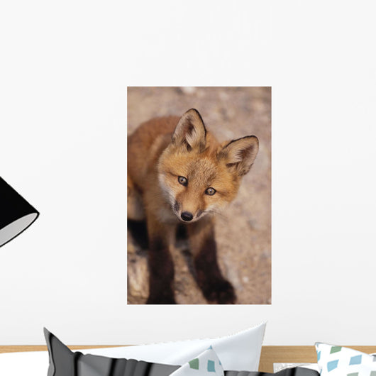 Portrait Of Red Fox Kit Near Den On Savage River Denali Np Wall Mural
