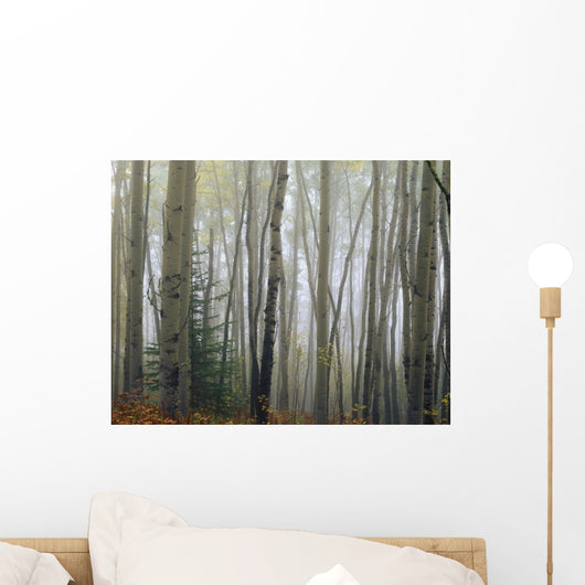 Foggy Aspen Forest Near Ester Interior Ak Autumn Wall Mural