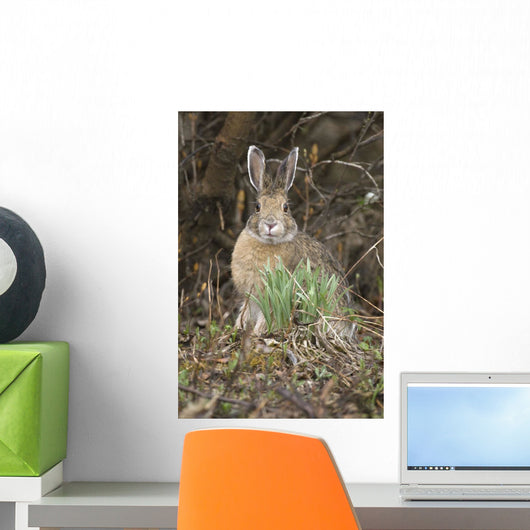 Snowshoe Hare Sits Next To New Growth Grass Wall Mural