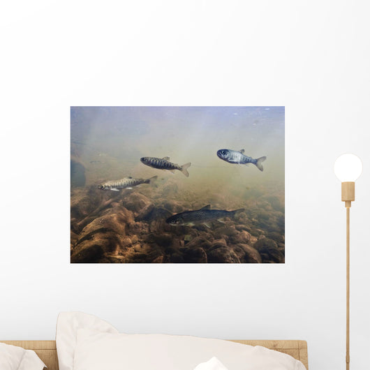 Coho Fry And Dolly Varden With Parr Marks Swim Wall Mural