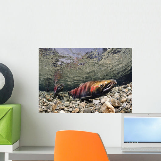 Mature Coho Paired Up For Spawning In Power Creek Wall Mural