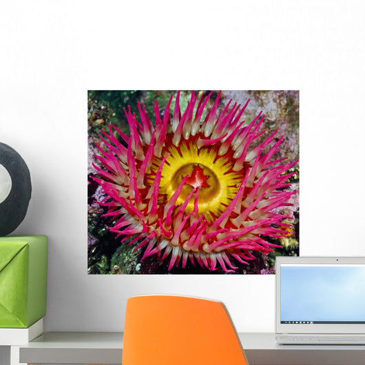 Underwater Close Up Of A Christmas Anemone, British Columbia, Canada Wall Mural