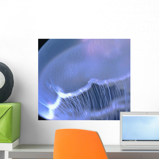 Underwater View Of A Moon Jellyfish, British Columbia, Canada Wall Mural