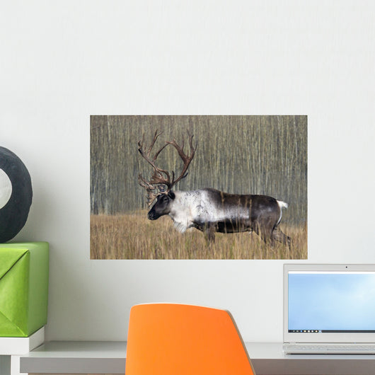 Bull Woodland Caribou In The Yukon Territory, Canada Wall Mural