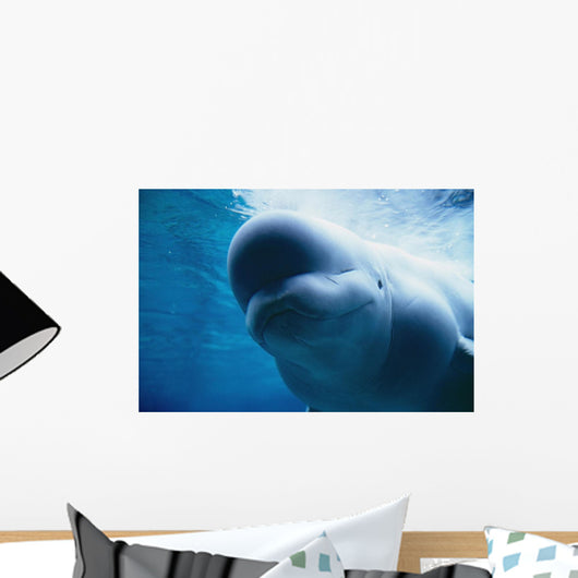 Underwater Close Up View Of A Captive Beluga Whale Swimming Wall Mural