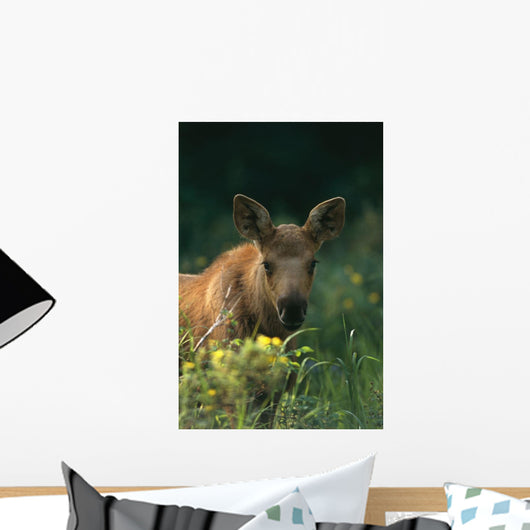 Moose Calf Stands In Yellow Flowers Kp Alaska Summer Wall Mural