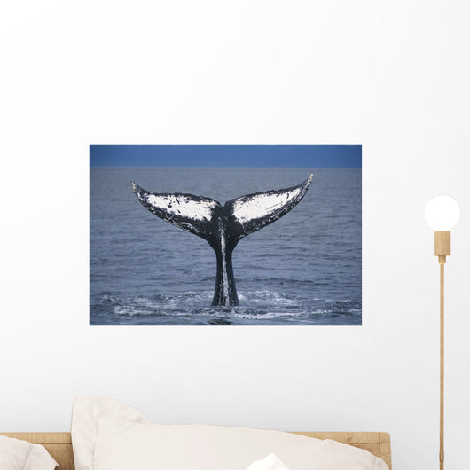 View Of A Humpback Whale Fluke In Frederick Sound Wall Mural