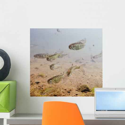 Underwater View Of Coho Salmon Fry Prior To Smolting In The Eyak River Wall Mural