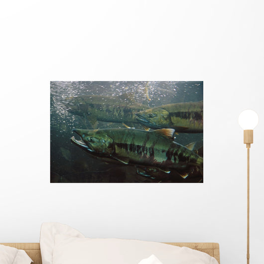 Closeup Of Chum Salmon Underwater @ Dipac Hatchery, Juneau Alaska Wall Mural