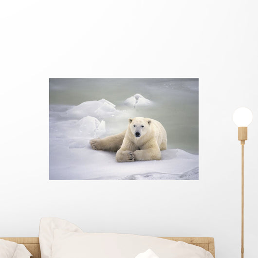 Polar Bear Lying On The Ice Churchill Manitoba Canada Spring Wall Mural