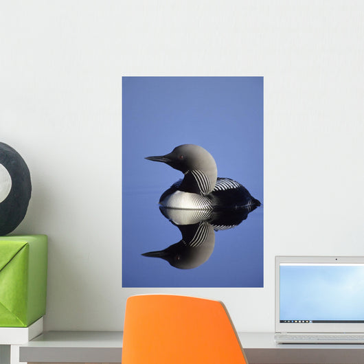 Closeup Of Pacific Loon Wall Mural