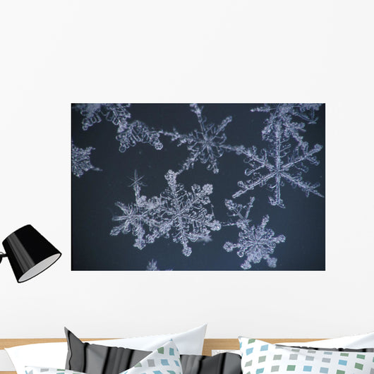 Frost Crystal On Glass Kodiak Isl Southwest Ak Winter Detail Wall Mural