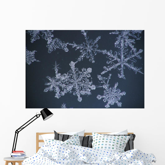 Frost Crystal On Glass Kodiak Isl Southwest Ak Winter Detail Wall Mural