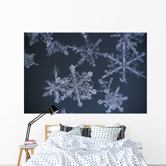 Frost Crystal On Glass Kodiak Isl Southwest Ak Winter Detail Wall Mural