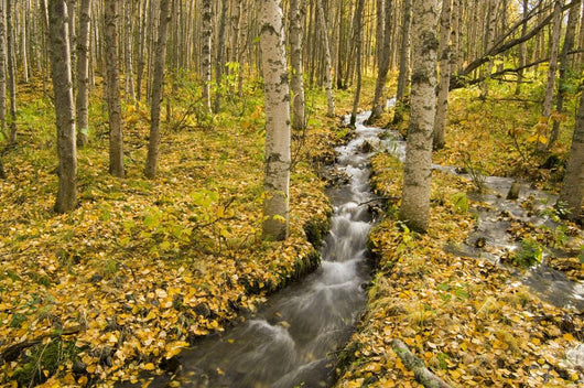 Small Creek Flows Through Autumn Leaf Covered Forest Floor Wall Mural